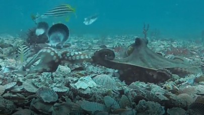 Ahtapotlar ilk kez böyle görüntülendi: Birbirlerine deniz kabuğu fırlattılar - VİDEO