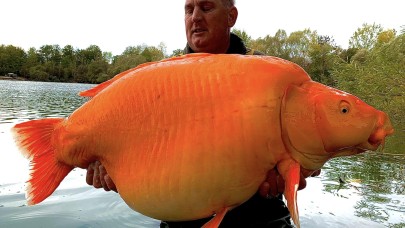 30 kilo ağırlığındaki Dev Japon Balığını görenler şaştı kaldı