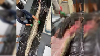 Otopsi yapılan dev pitonun içinden çıkan şey herkesi şok etti - VİDEO