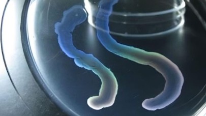 Mağara derinliklerinde renk değiştiren eşsiz bir bakteri türü keşfedildi!