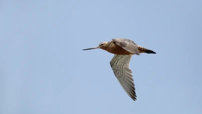 Bir kuş Alaska'dan Tazmanya'ya tam 11 gün yere iniş yapmadan uçarak rekor kırdı!