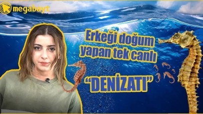 Erkeği hamile kalan ve doğum yapan tek canlı: Denizatı