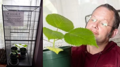 Evinde dünyanın en tehlikeli bitkilerinden birini yetiştiriyor: Ağrısından kendini öldürenler var