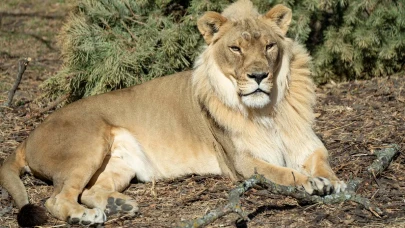 18 yaşındaki dişi aslan Zuri'nin,  erkek aslanlar gibi yelesi çıkmaya başladı