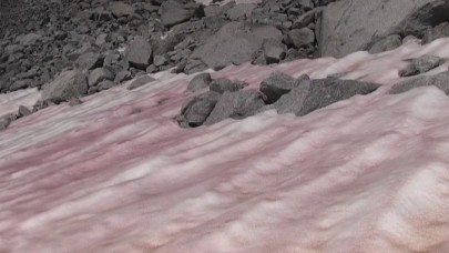 Pembe Kar nedir? Pembe renkli kar neden oluşur?