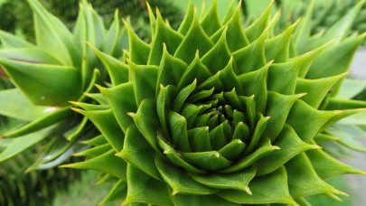 Bitkiler sudan kara ortamına nasıl uyum sağladı? Patoloji gizemine cevap geldi!