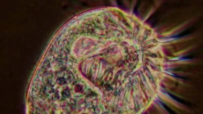 Virüs yiyen virovor organizma: Halteria