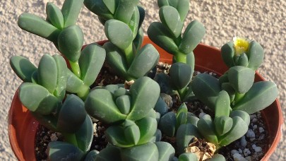 Bilim insanları,  fotosentez ile çalışan canlı güneş pili geliştirdi!