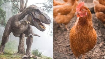 Bilim insanları,  dinozor bacaklı tavuklar yetiştirdi: Peki neden?