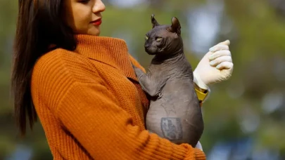Gangsterler tarafından dövme yapılan kedi,  yetkililer tarafından kurtarıldı!