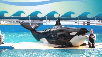 52 yıldır esir tutulan katil balina Lolita sonunda serbest bırakılıyor