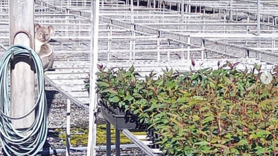 Hırsız koala,  3.800 dolar değerinde bitki çaldı!