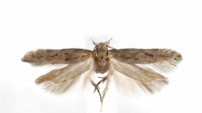 Kuzey Kıbrıs’ta yeni bir gece kelebeği türü keşfedildi