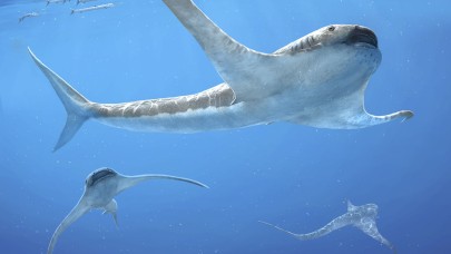 93 milyon yıl önce yaşamış köpekbalığı türü keşfedildi!