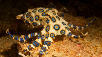 TikTok kullanıcısının dünyanın en zehirli ahtapotunu eline aldığı videosu olay oldu