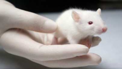 Bilim insanları rahim dışında yeni bir embriyo büyütme yöntemi geliştiriyorlar