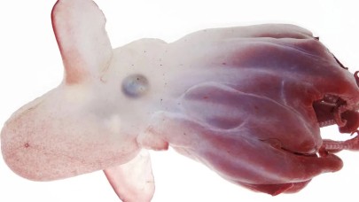 Yeni bir ahtapot türü keşfedildi!