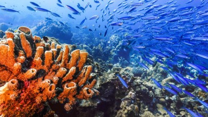 2020 yılında okyanuslar 'kafa dinledi'