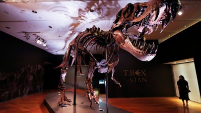 T-Rex ile ilgili yeni bir bilgi ortaya çıktı! Sanıldığı gibi değilmiş...