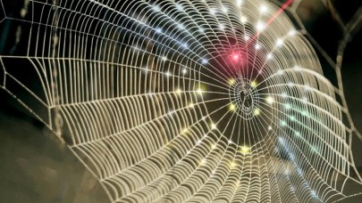 Bilim insanları örümceklerle iletişim kurmak için örümcek ağlarıyla müzik yaptı!