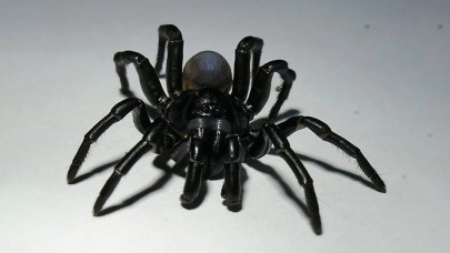 Miami'de korkunç bir örümcek türü keşfedildi