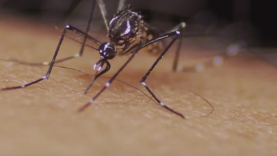 750 milyon genetiği değiştirilmiş sivrisineği doğaya bırakacaklar!