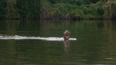 Soyu tükendi sanılmıştı! Yıllar sonra görüldü...