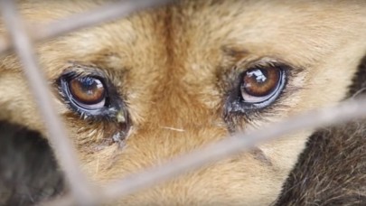 Çin'deki Köpek Yeme Festivali'ne siz de bu adımları uygulayarak 'Dur' diyebilirsiniz!