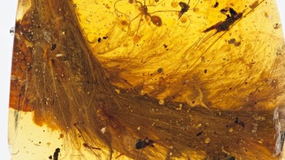 Bilinen en küçük dinozorun farklı bir fosil örneğine rastlandı! Sonuçlar şaşırtıcı