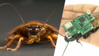 Arama-kurtarma operasyonları için böcek-bilgisayar geliştirildi