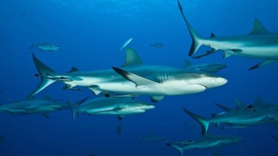 Hayatları boyunca yüzmek zorunda olan köpek balıkları nasıl dinleniyor?