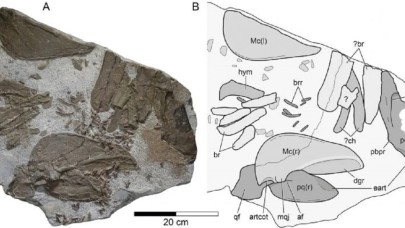 150 milyon yıl önce yaşamış yeni bir köpek balığı türü keşfedildi