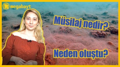 Müsilaj nedir? Neden Marmara'da müsilaj oluştu? - VİDEO