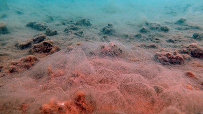 Bakan Kurum,  müsilajın tehlikeli atık olmadığının tespit edildiğini açıkladı