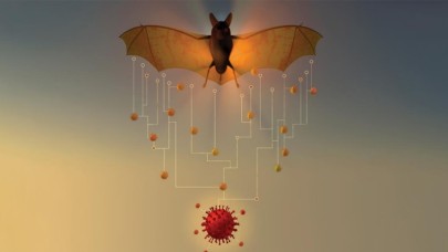 Yarasalarda 24 yeni koronavirüs türü keşfedildi