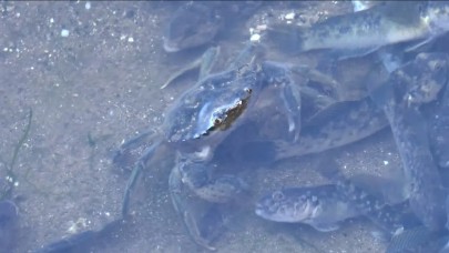 Küçükçekmece Gölü'nde korkutan manzara! Balıklar ve yengeçler kıyıya vurdu...