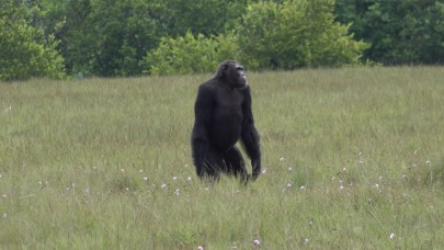 Tarihte ilk kez yaşandı! Şempanzeler ve goriller savaşa girdi...
