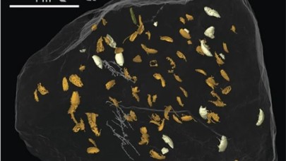 230 milyon yıllık bir Kertenkele'nin dışkısında yeni böcek türleri keşfedildi