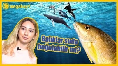 Balıklar ve diğer deniz canlıları suda boğulabilir mi? -VİDEO