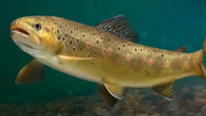 Bu balıklar harbi müptezel: Balıkların uyuşturucu bağımlısı olabildikleri ortaya çıktı