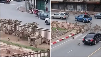 Maymunlar şehri istila etti! Sokak ortasında kavga çıktı...