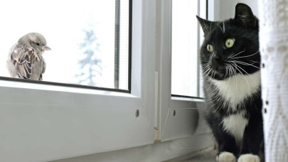 Sokağa çıkma yasağı geldi! Ama kedilere...