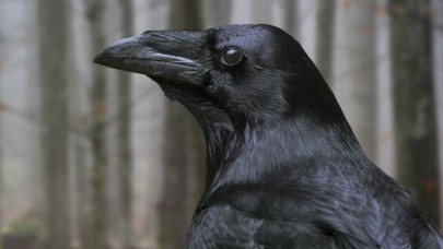 Kargaların sanılandan daha zeki olduğu ortaya çıktı