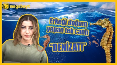 Erkeği hamile kalan ve doğum yapan tek canlı türü: Denizatı - VİDEO