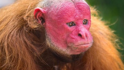 Maymunlardan insanlara bulaşan ölümcül Monkey B virüsü,  Çin'de can aldı