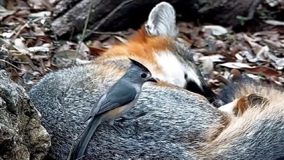 Kuşların tam bir "saç hırsızı" olduğu ortaya çıktı