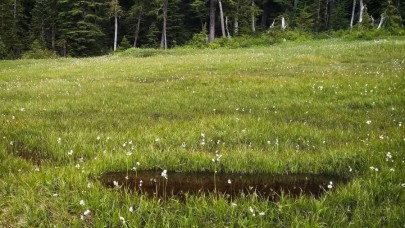 Öyle masum durduğuna bakmayın! Yeni bir etçil bitki türü keşfedildi