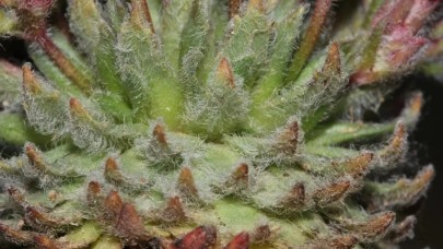 Bayburt'ta keşfedilen yeni bitki türüne Aziz Sancar'ın adı verildi