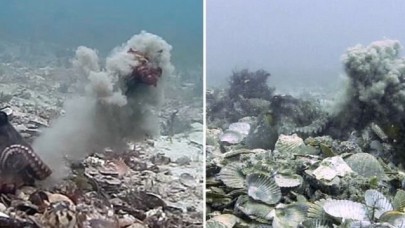 Dişi ahtapotlar,  kendileriyle çiftleşmeye çalışan erkeklere bir şeyler fırlatıyor