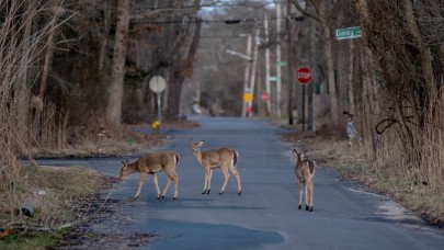 COVID-19 insanlardan yaban geyiklerine bulaştı!